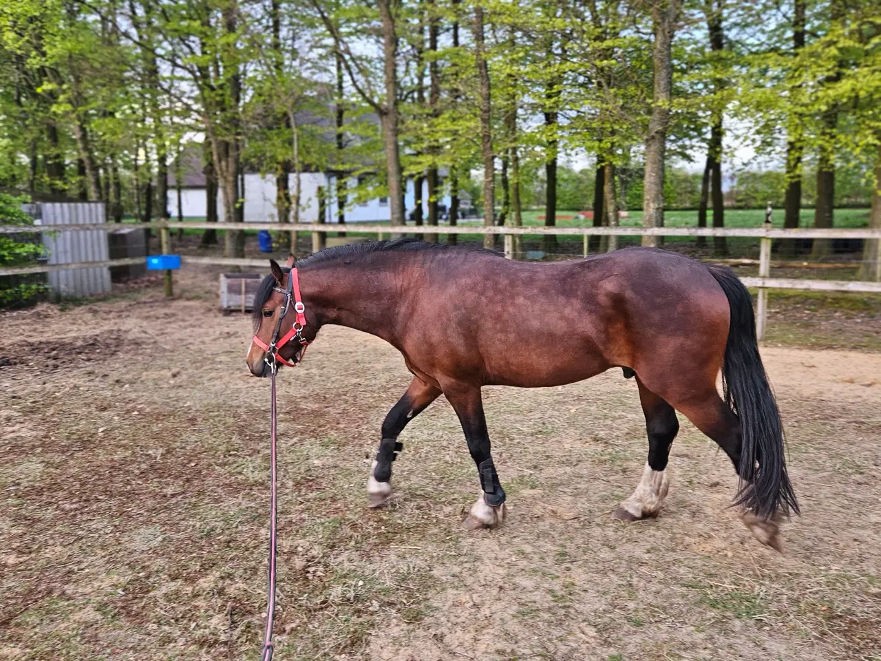 Billede 3 - welshpony hingst