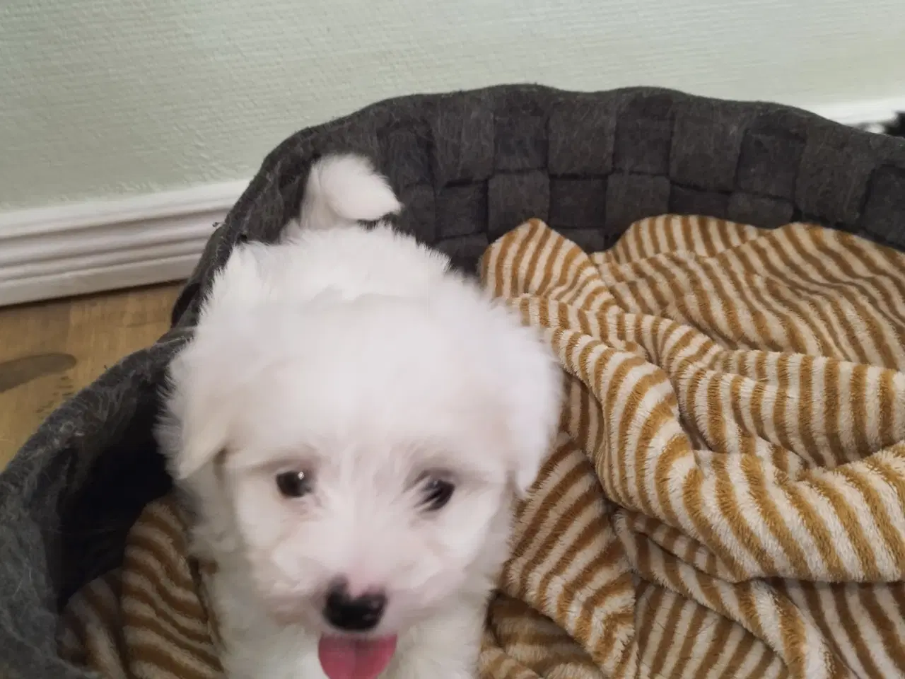 Billede 3 - Coton de Tulear / Bommuldshunde