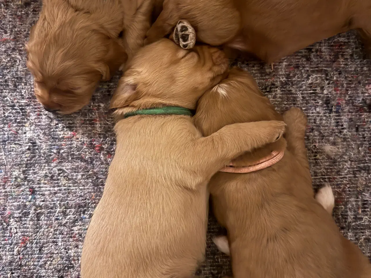 Billede 5 - Labradoodle/Cocker spaniel hvalp sælges