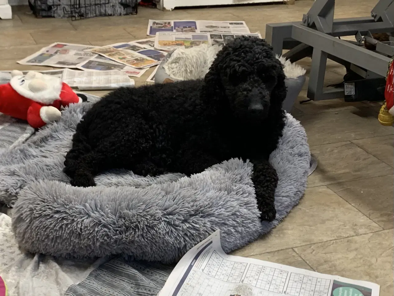 Billede 7 - De skønneste Golden Doodle F1B babyer