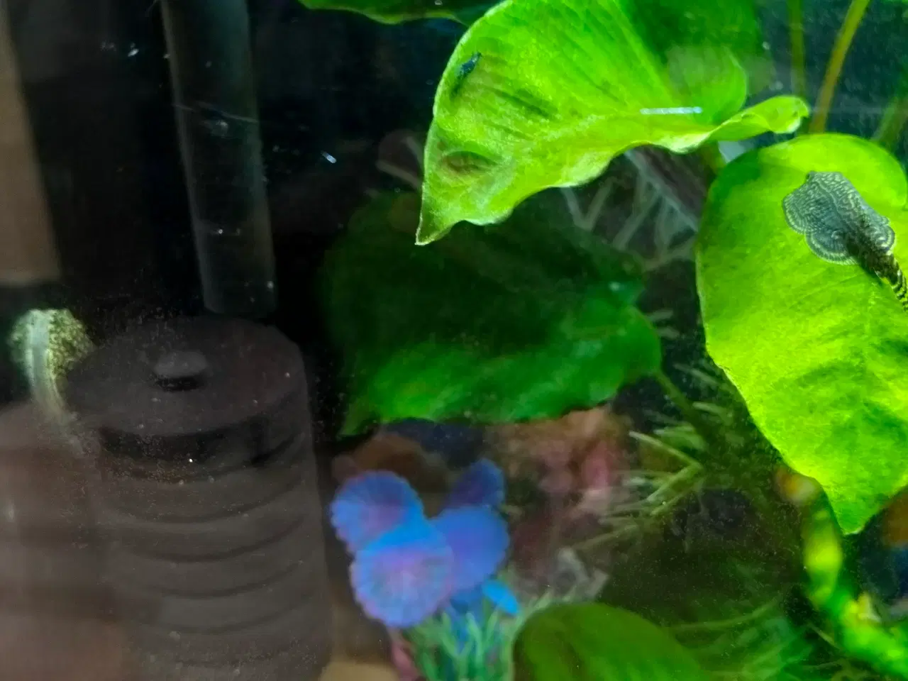 Billede 3 - Lille akvarium 