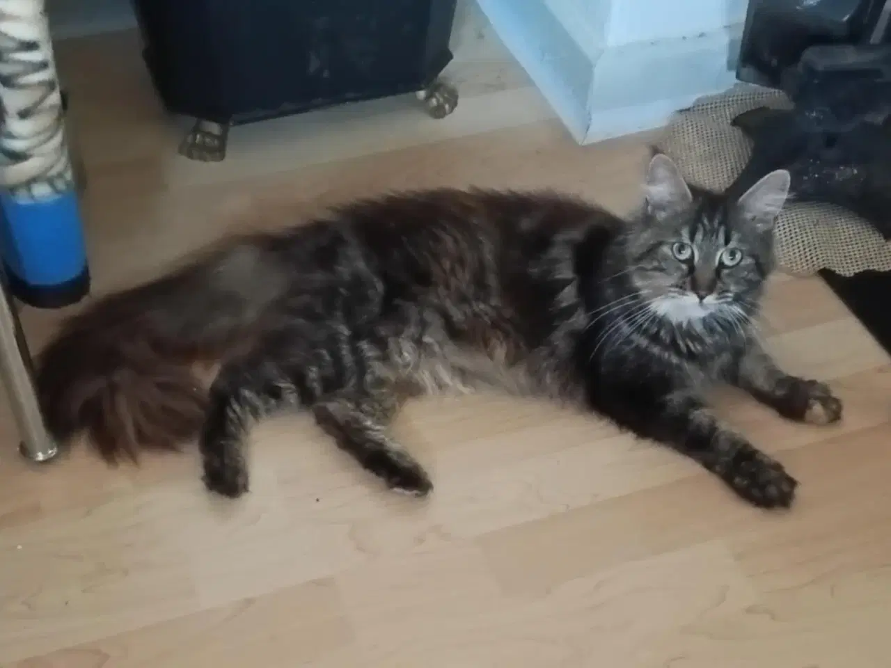 Billede 1 - Smuk lille Main coon pige