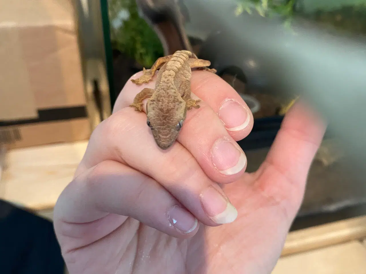 Billede 2 - Kronegekko unger, med terrarium og tilbehør