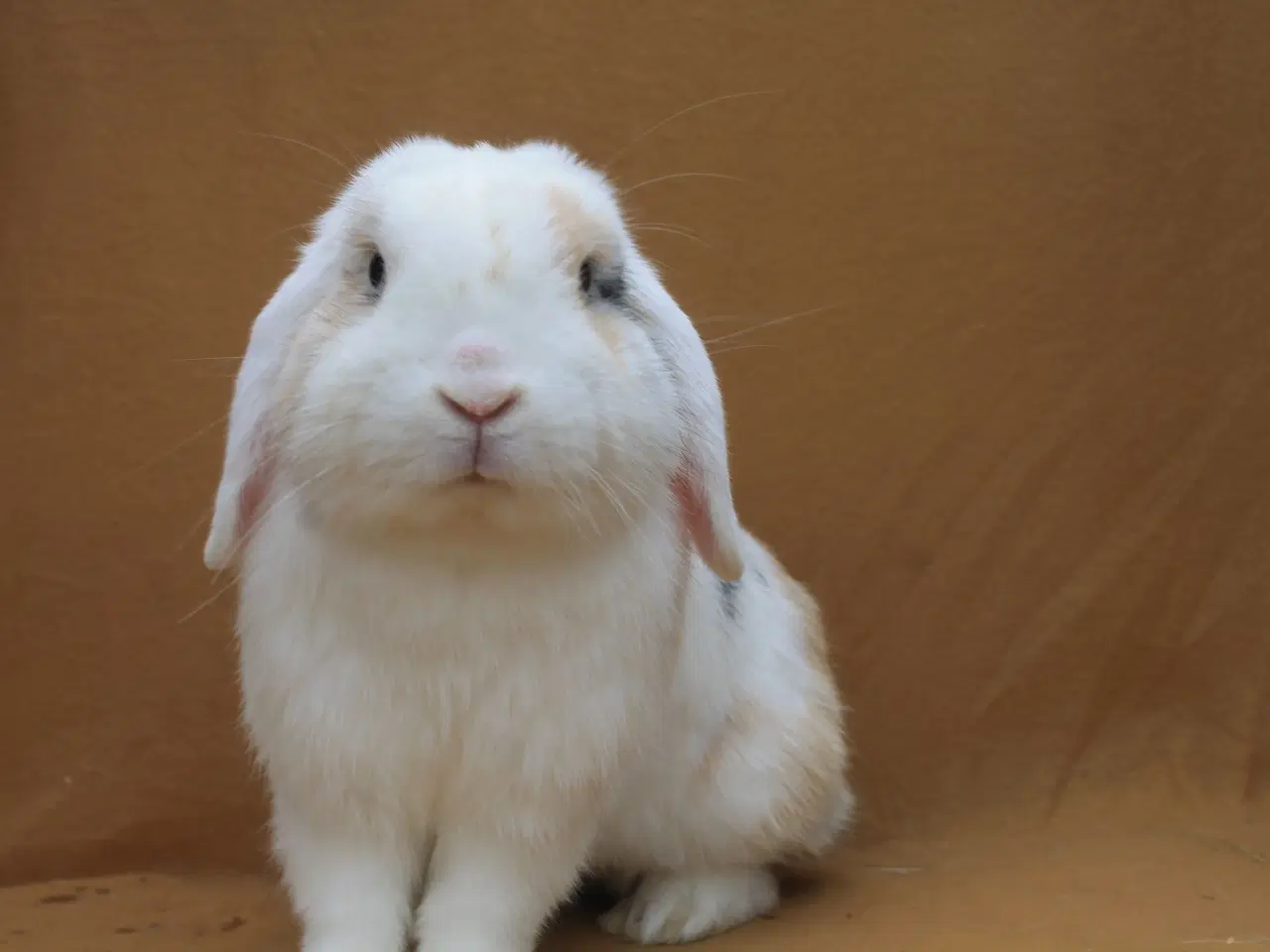 Billede 11 - Champagne søger ny familie