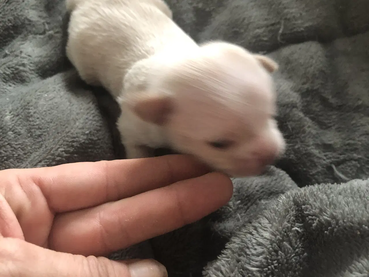 Billede 8 - Shih Tzu / Chihuahua blanding