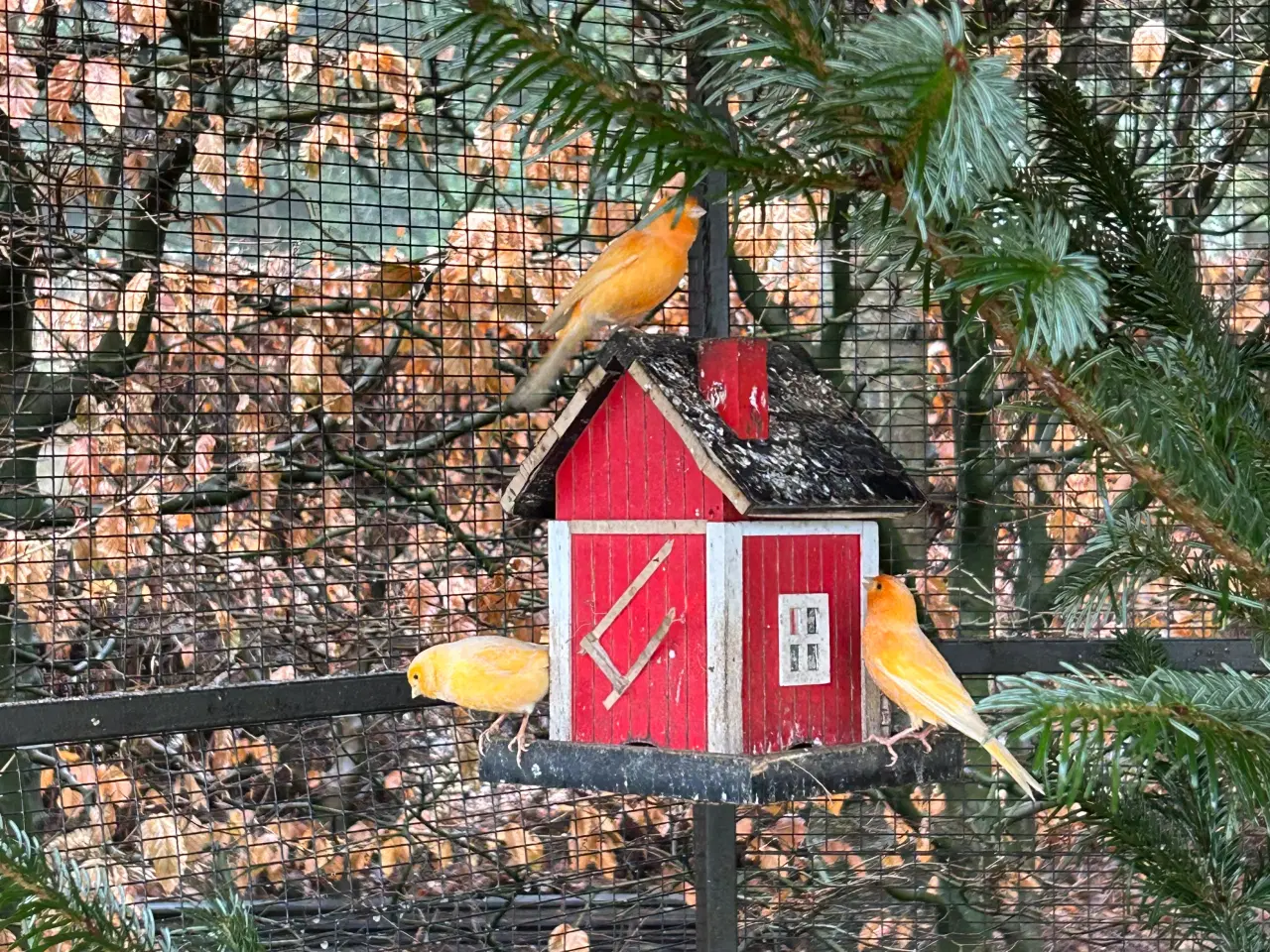 Billede 1 - Kanariefugle gul/orange