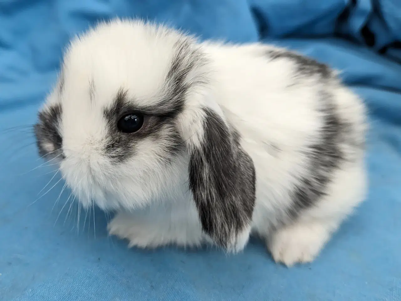 Billede 1 - Minilop kaninunge sælges