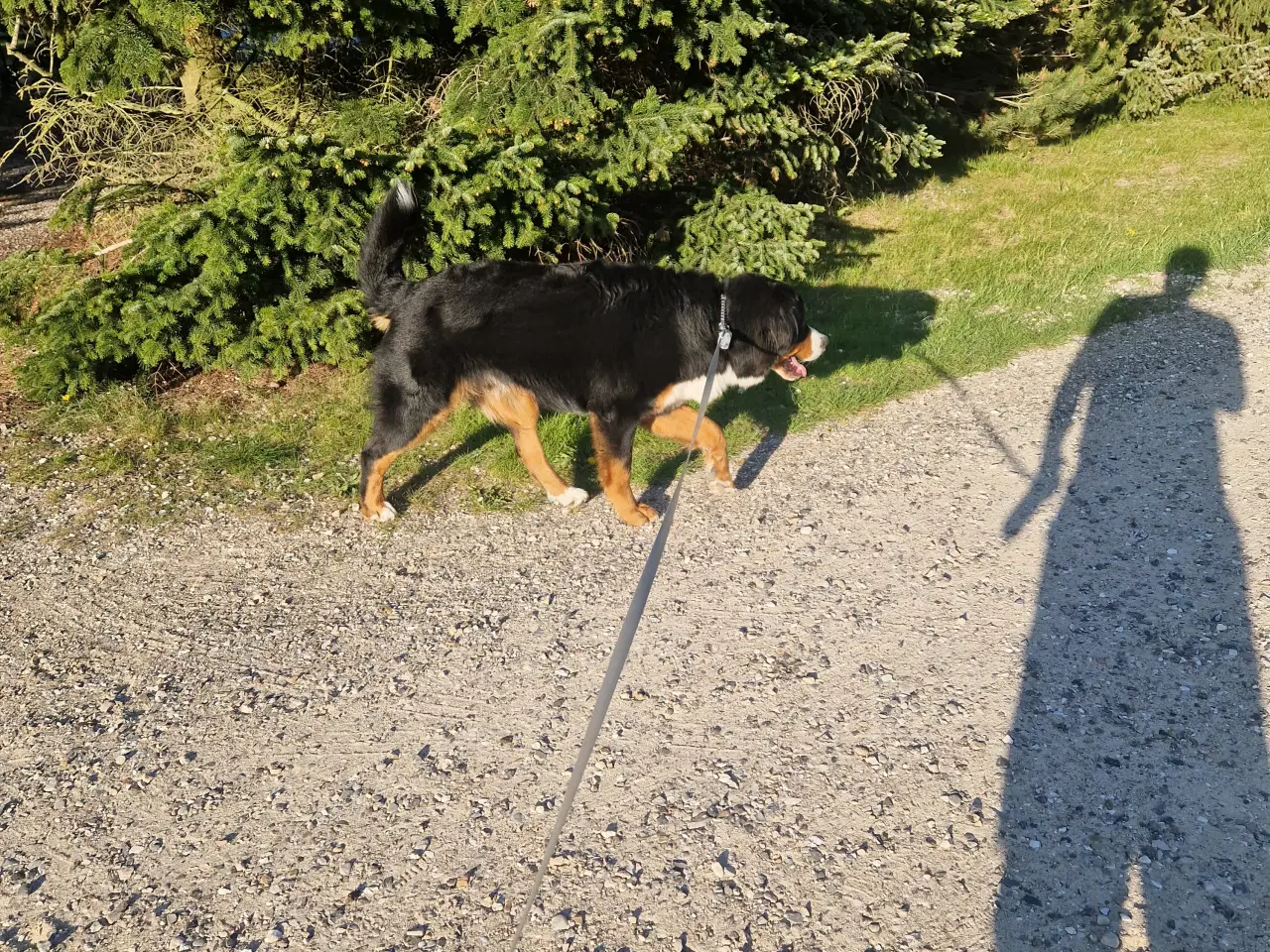 Billede 5 - Berner sennen Parring tilbydes