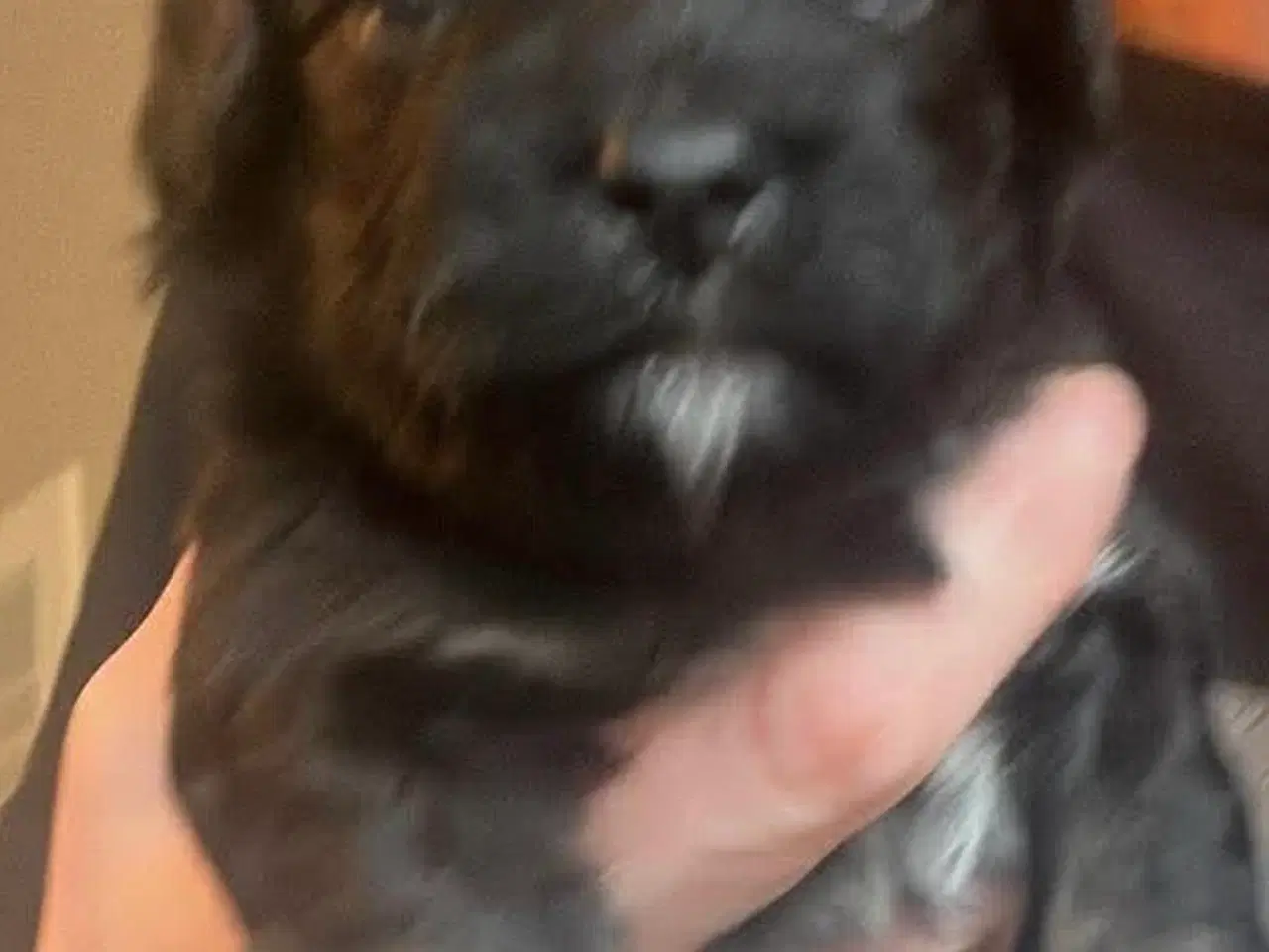 Billede 2 - Puddel malteser shitsu cotten hvalpe