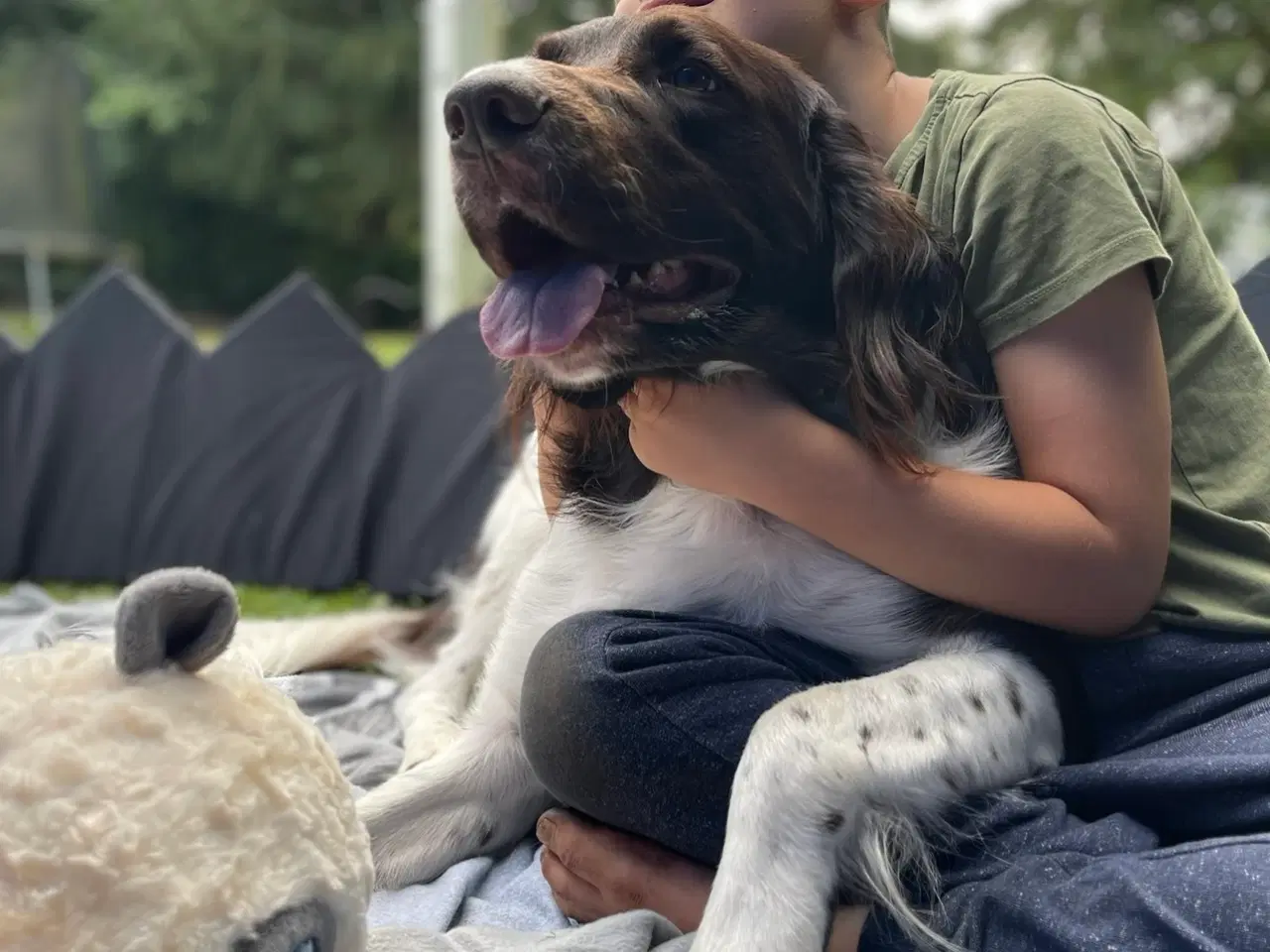 Billede 5 - Salg af Konrad - En fantastisk familiehund og jagt