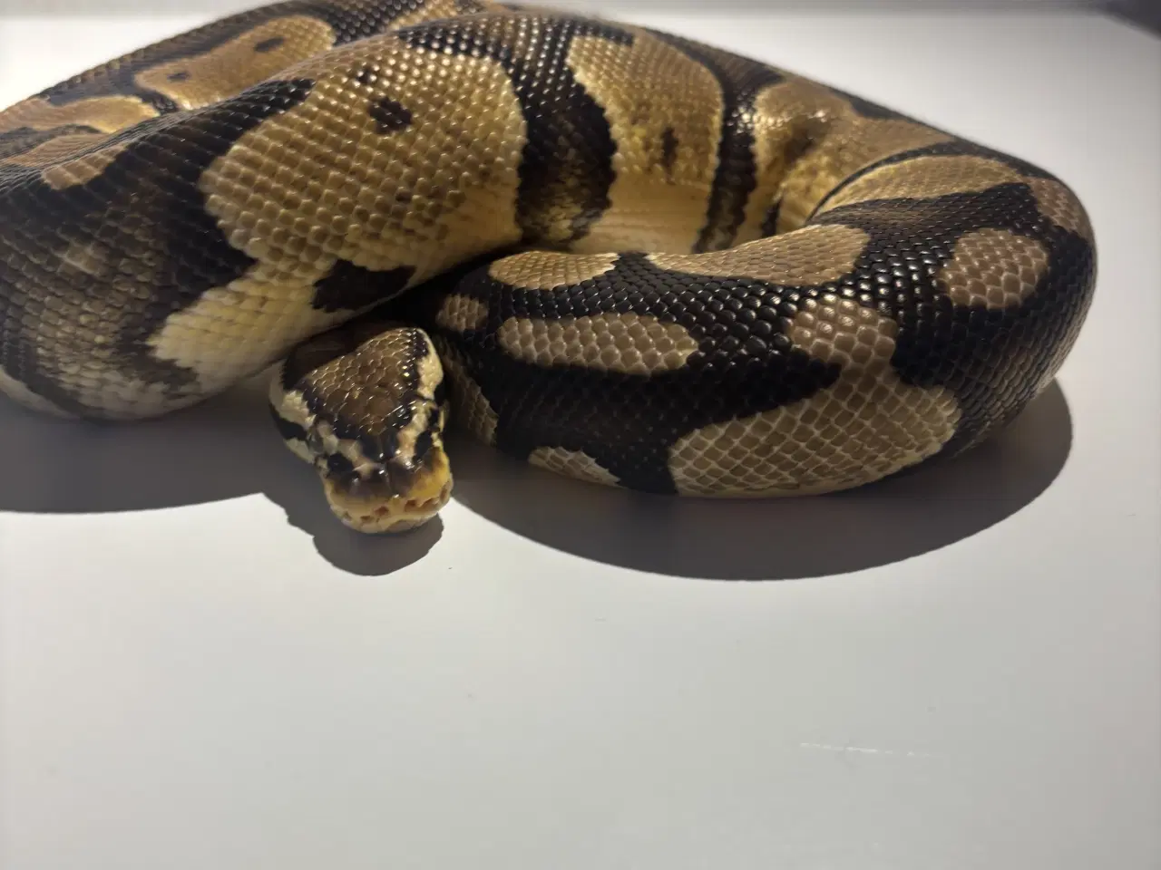 Billede 1 - kongepython hun - klar til nyt hjem