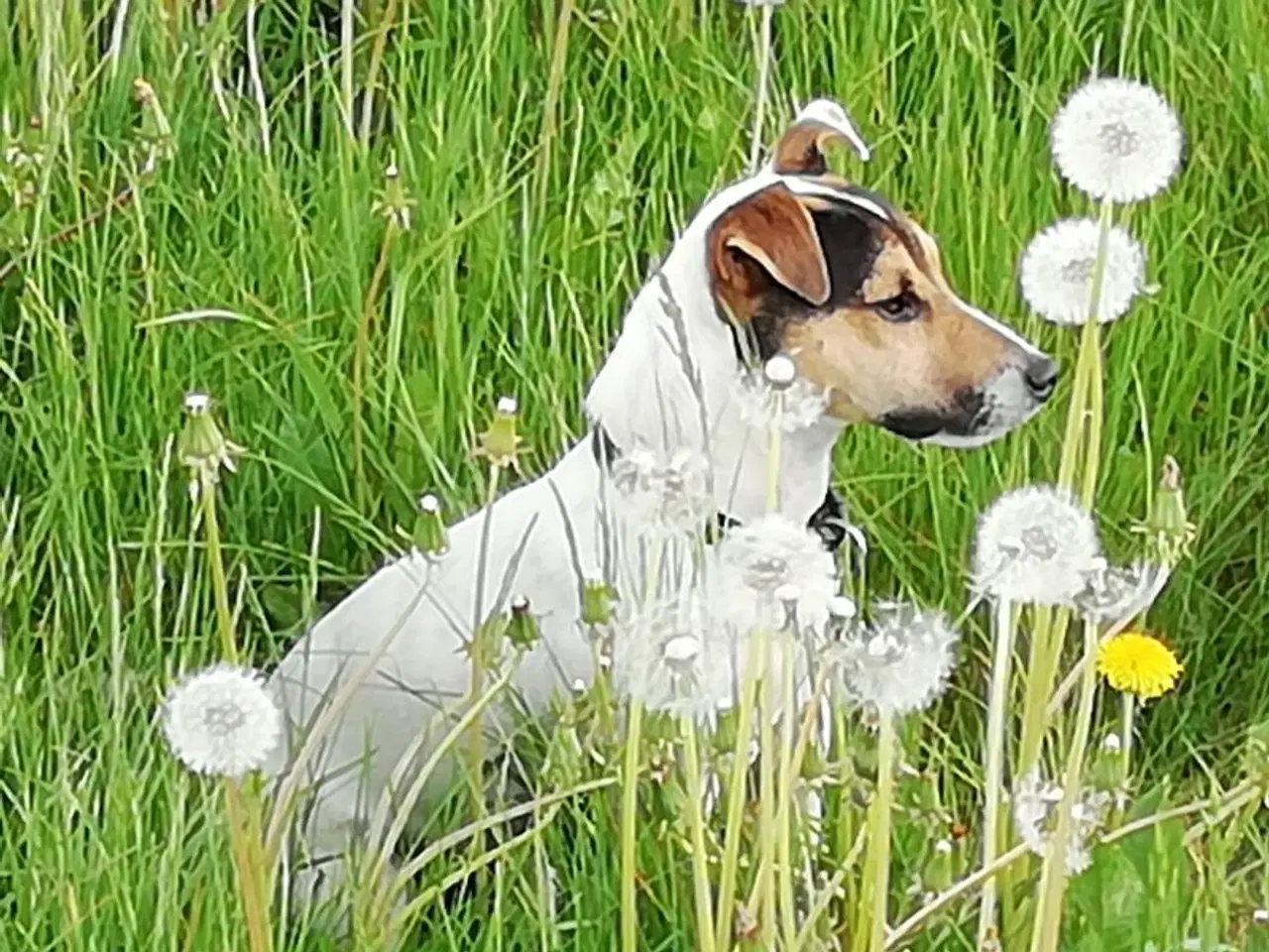 Billede 3 - Jack Russell terrier 