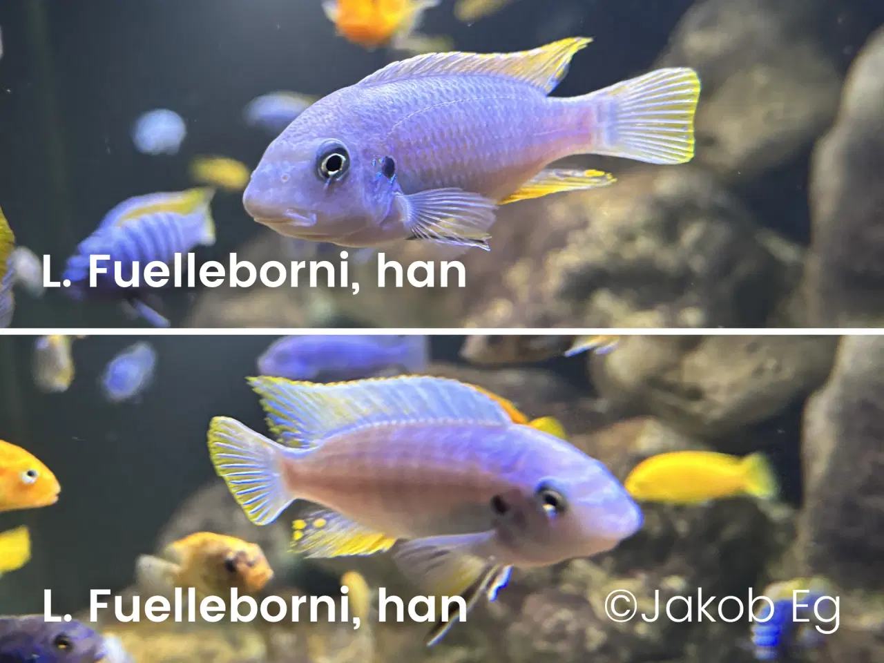 Billede 7 - Malawicichlider: Yngel af 11 forskellige arter