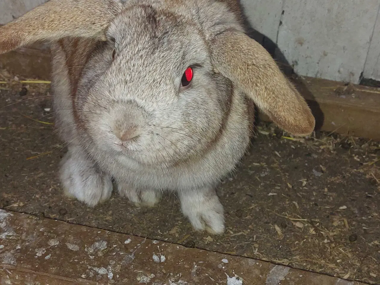 Billede 7 - Kaniner sælges for 50 kr