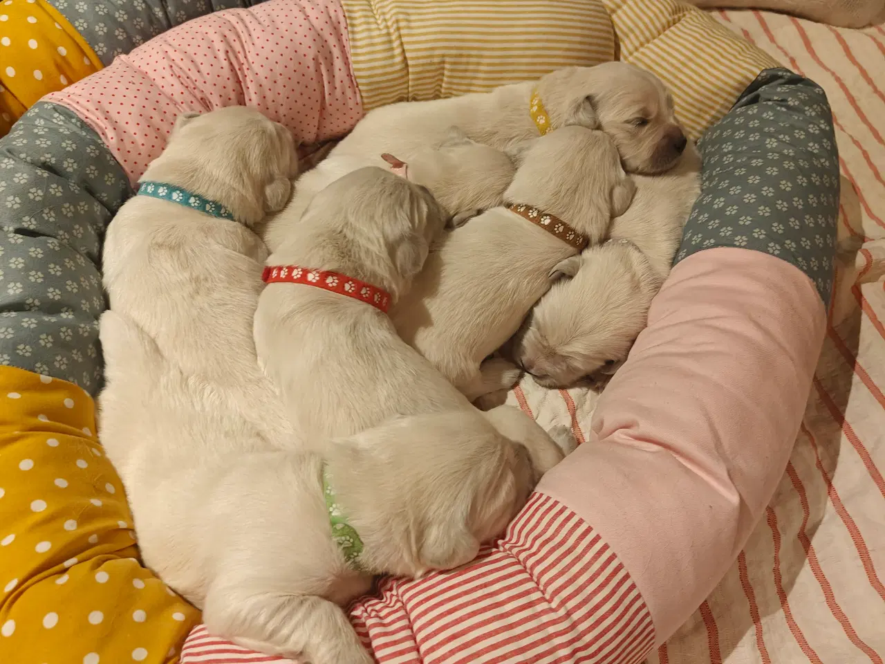 Billede 5 - Golden Retriever hvalpe