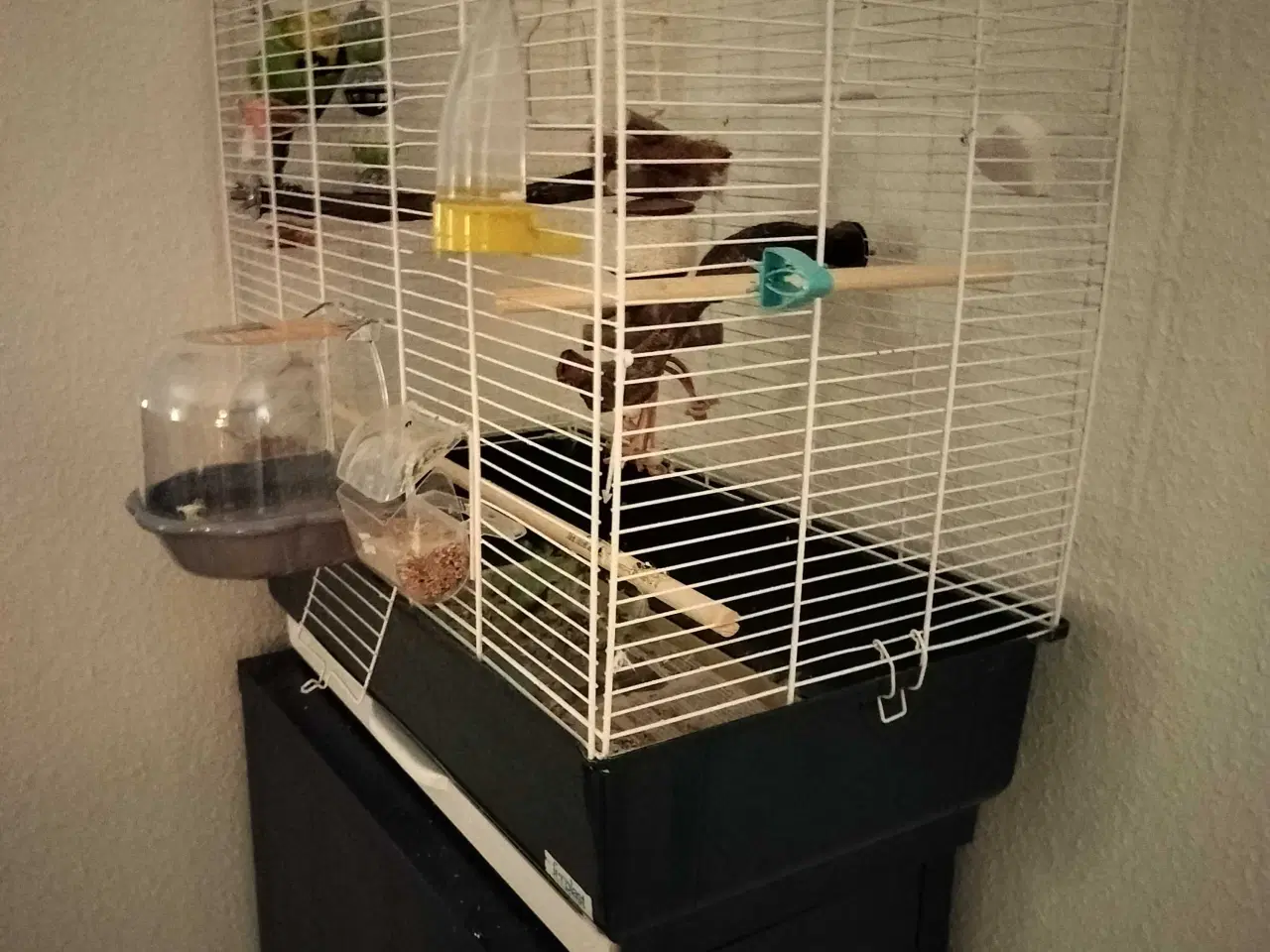 Billede 3 - Undulat hun med bur