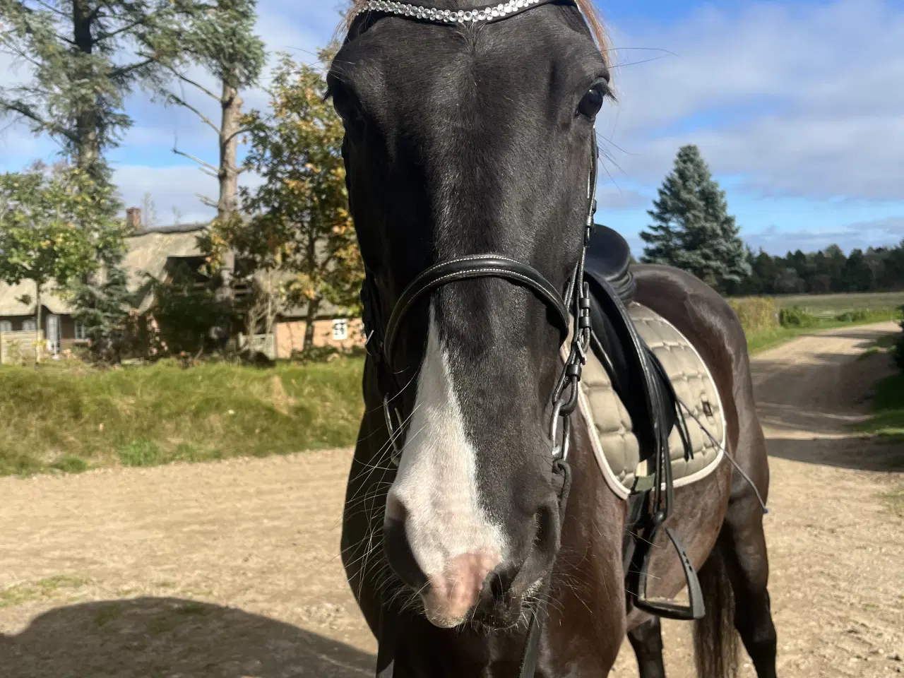 Billede 1 - Vallak med fantastisk sind