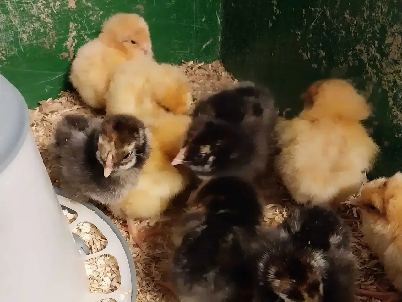 Billede 4 - Kyllinger søger nyt hjem 