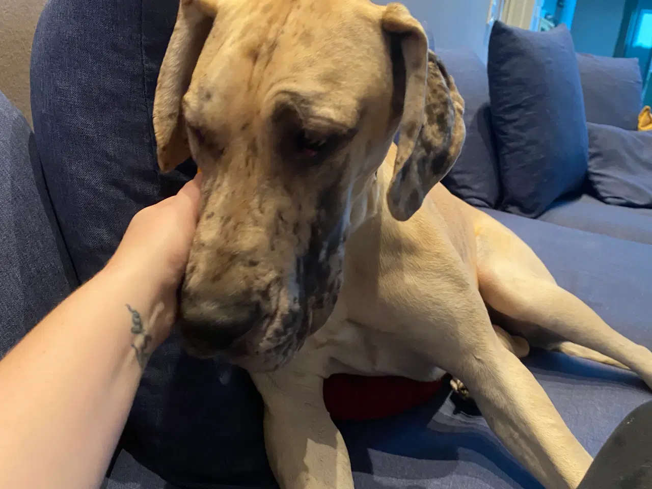 Billede 10 - Grand danois på 1 år