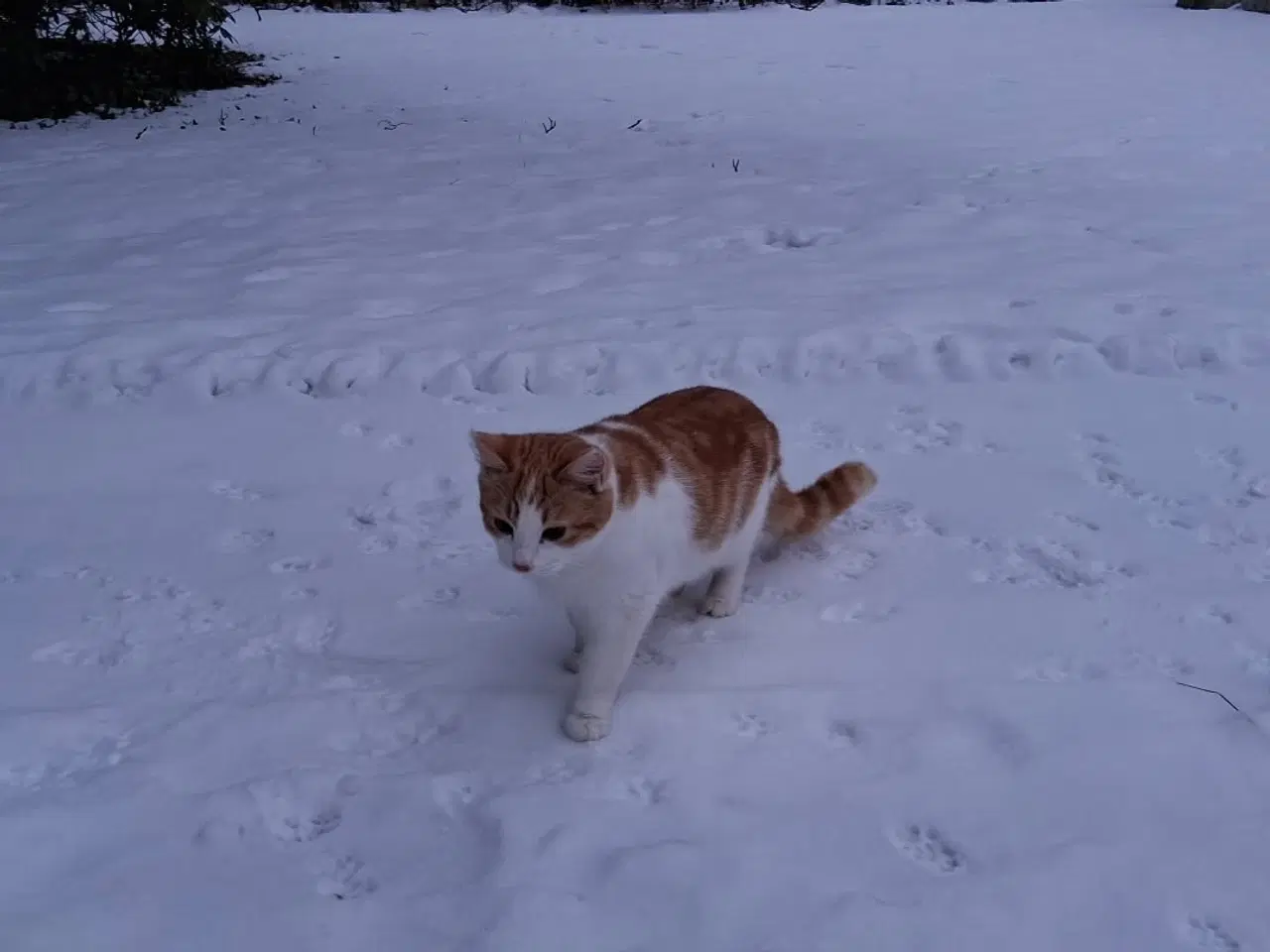 Billede 4 - Stor killing sælges