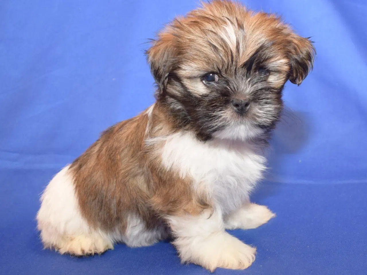 Billede 5 - Lhasa Apso  hvalpe