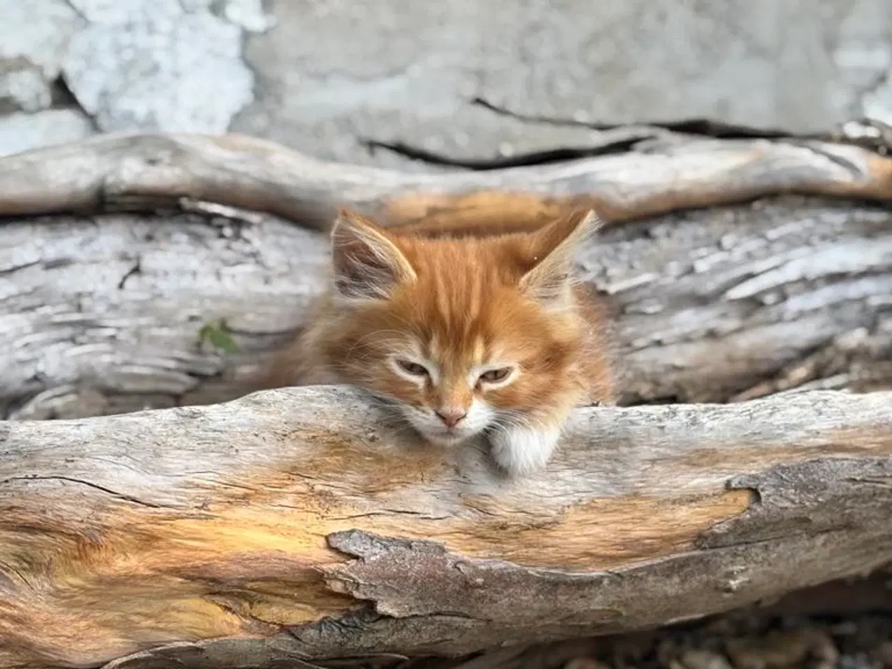Billede 2 - 1/2 Maine coon