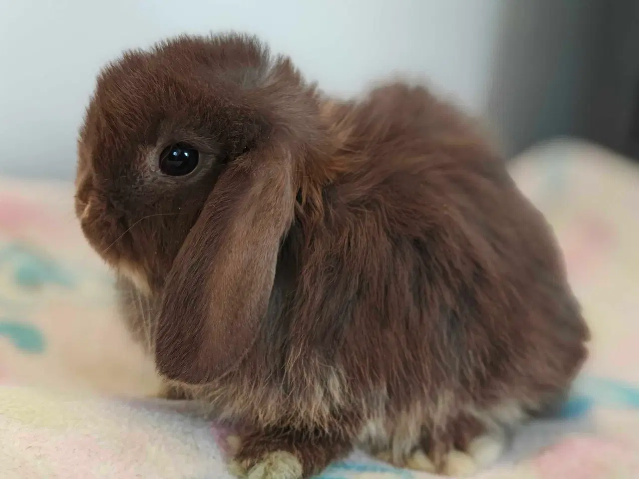 Billede 18 - Minilop