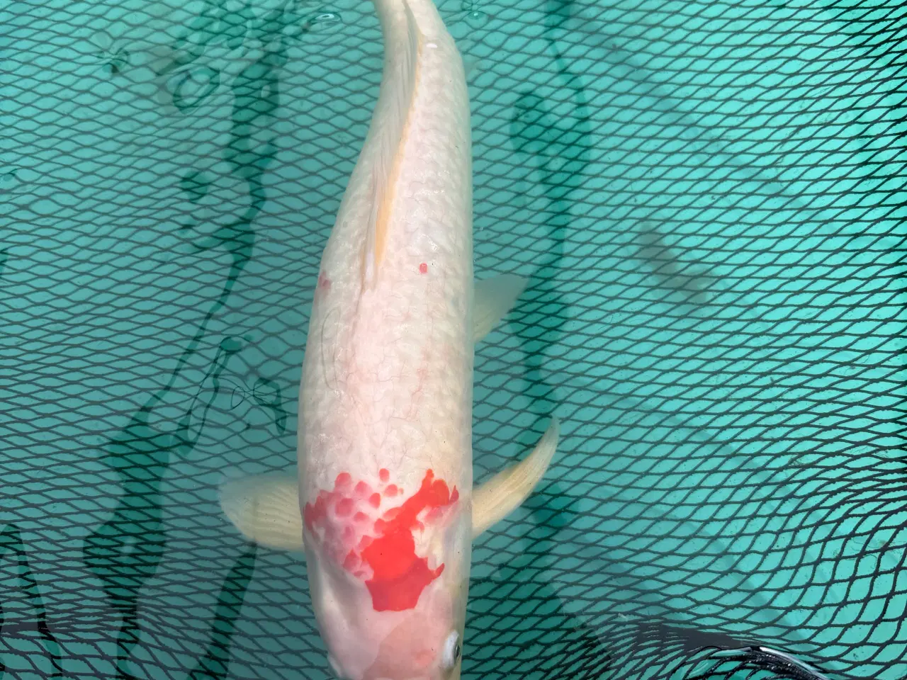 Billede 1 - koi karpe