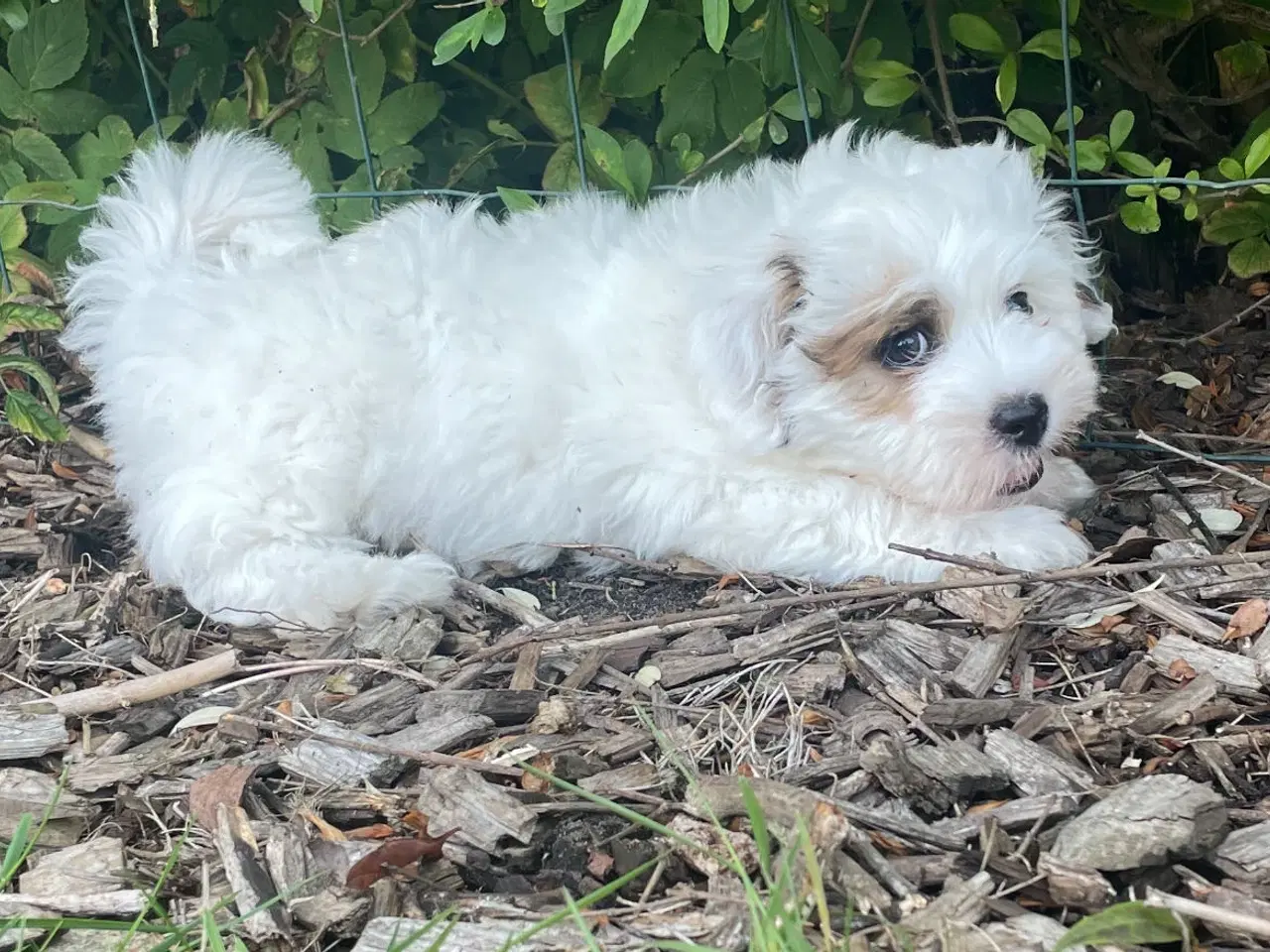 Billede 2 - Coton de tulear blanding 