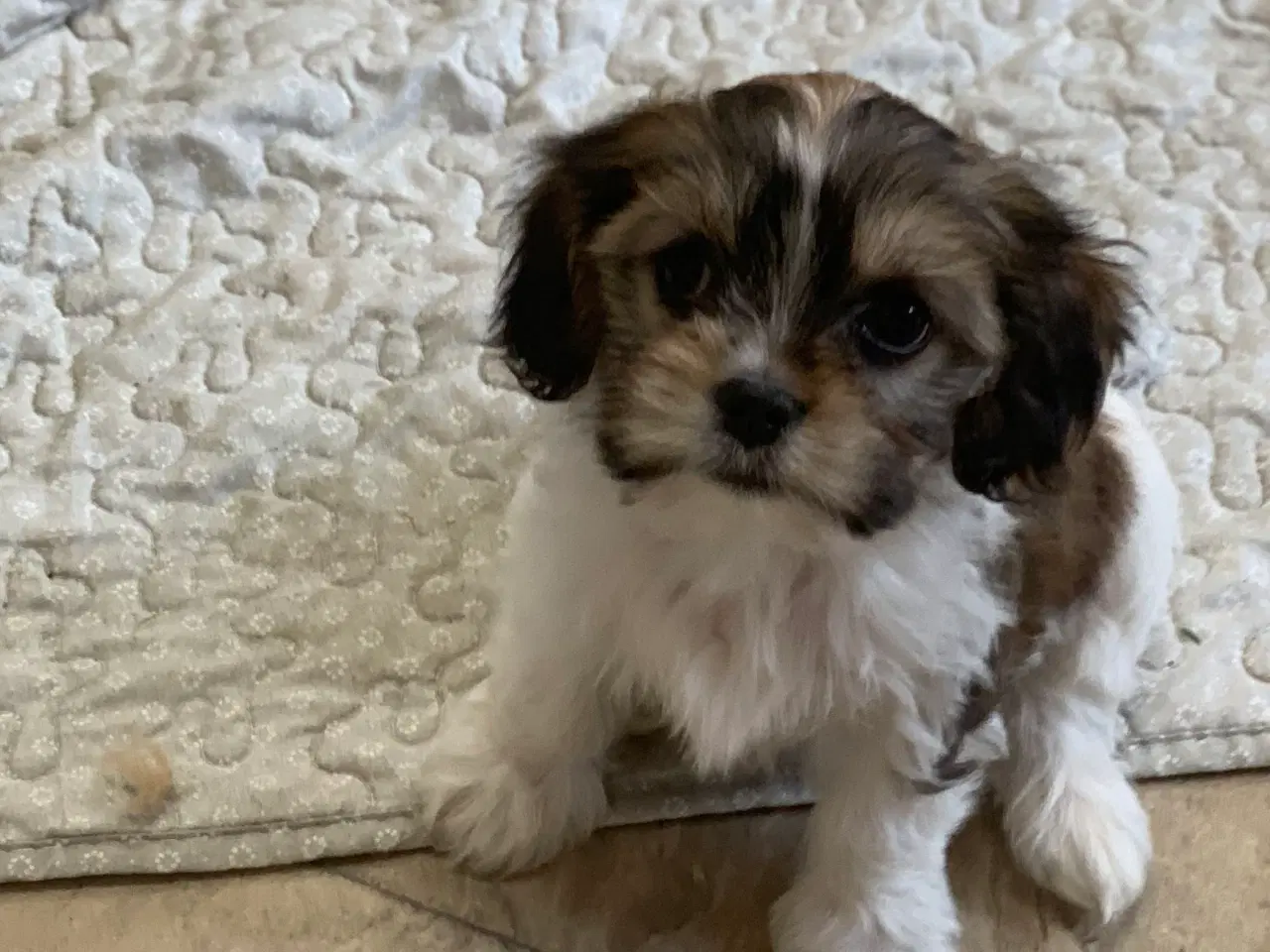 Billede 1 - Bichon / cavalier babyer 