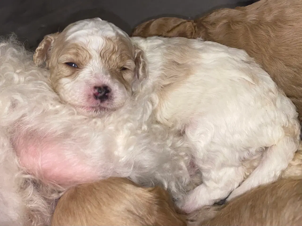 Billede 7 - Cavapoo hvalpe 