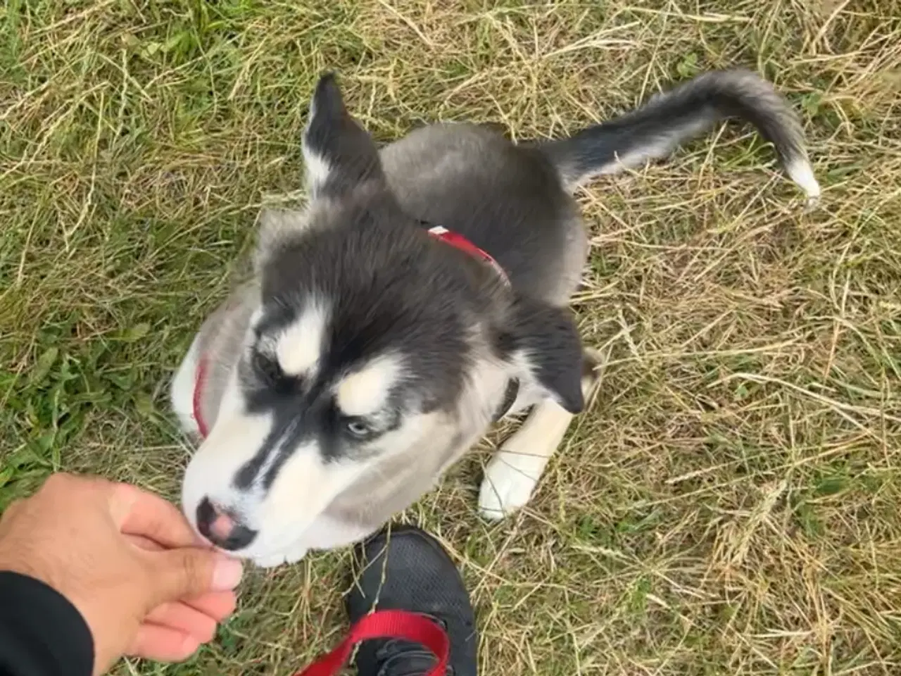 Billede 4 - Sibirian husky hvalp 2 farve øjne
