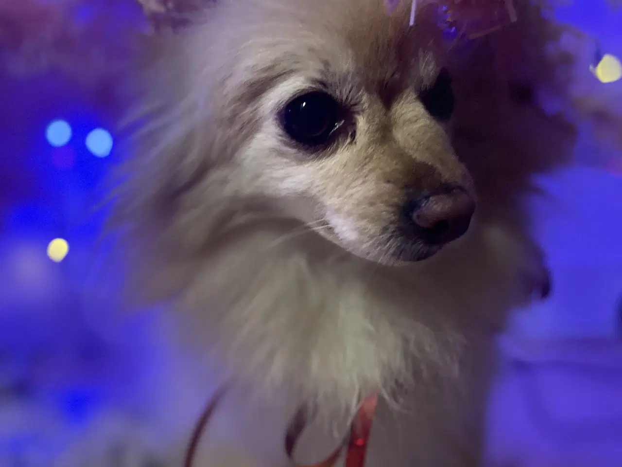 Billede 5 - Sød hund søger nyt hjem 