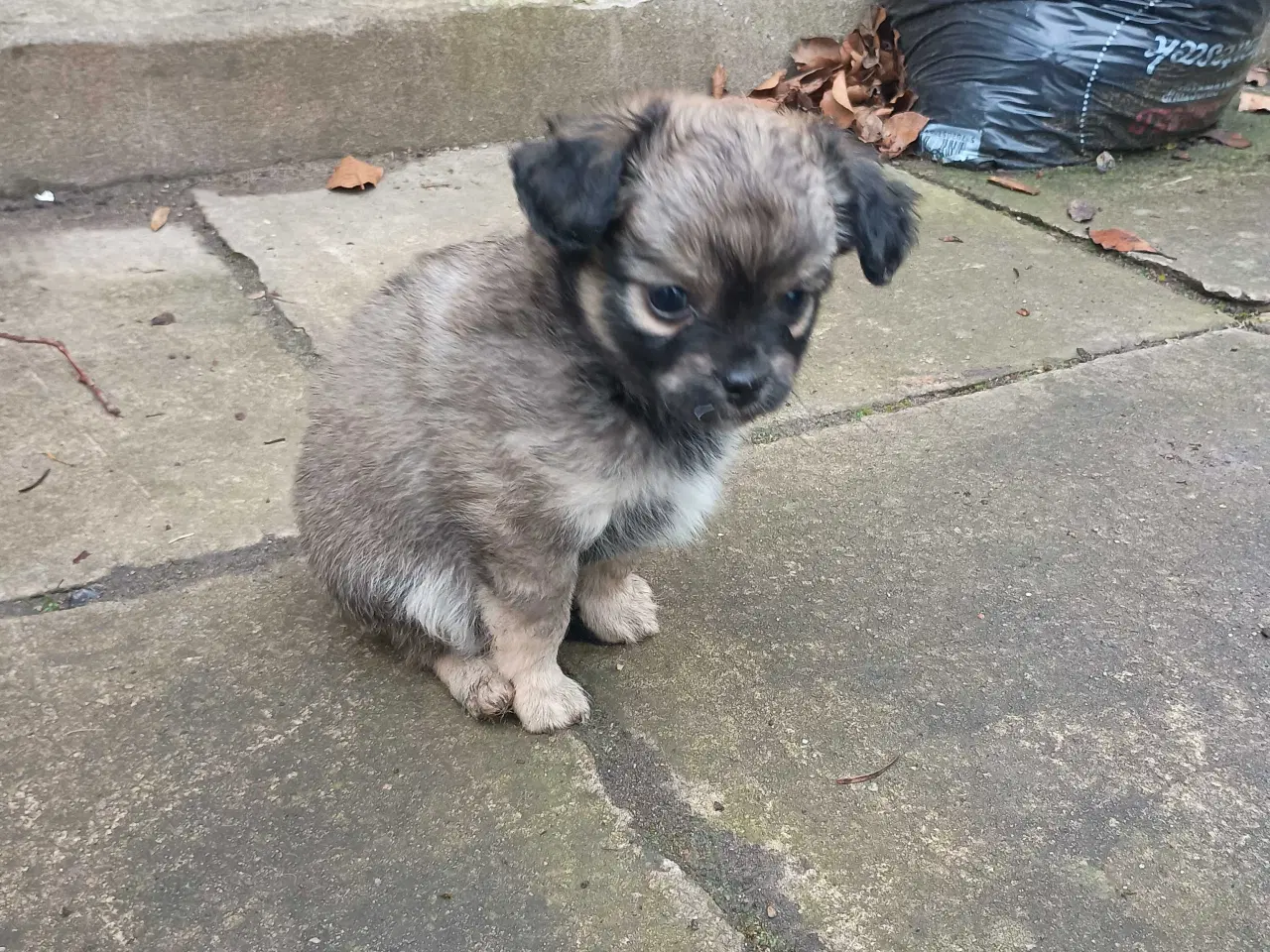 Billede 11 - 3 små mixpoo piger 🩷