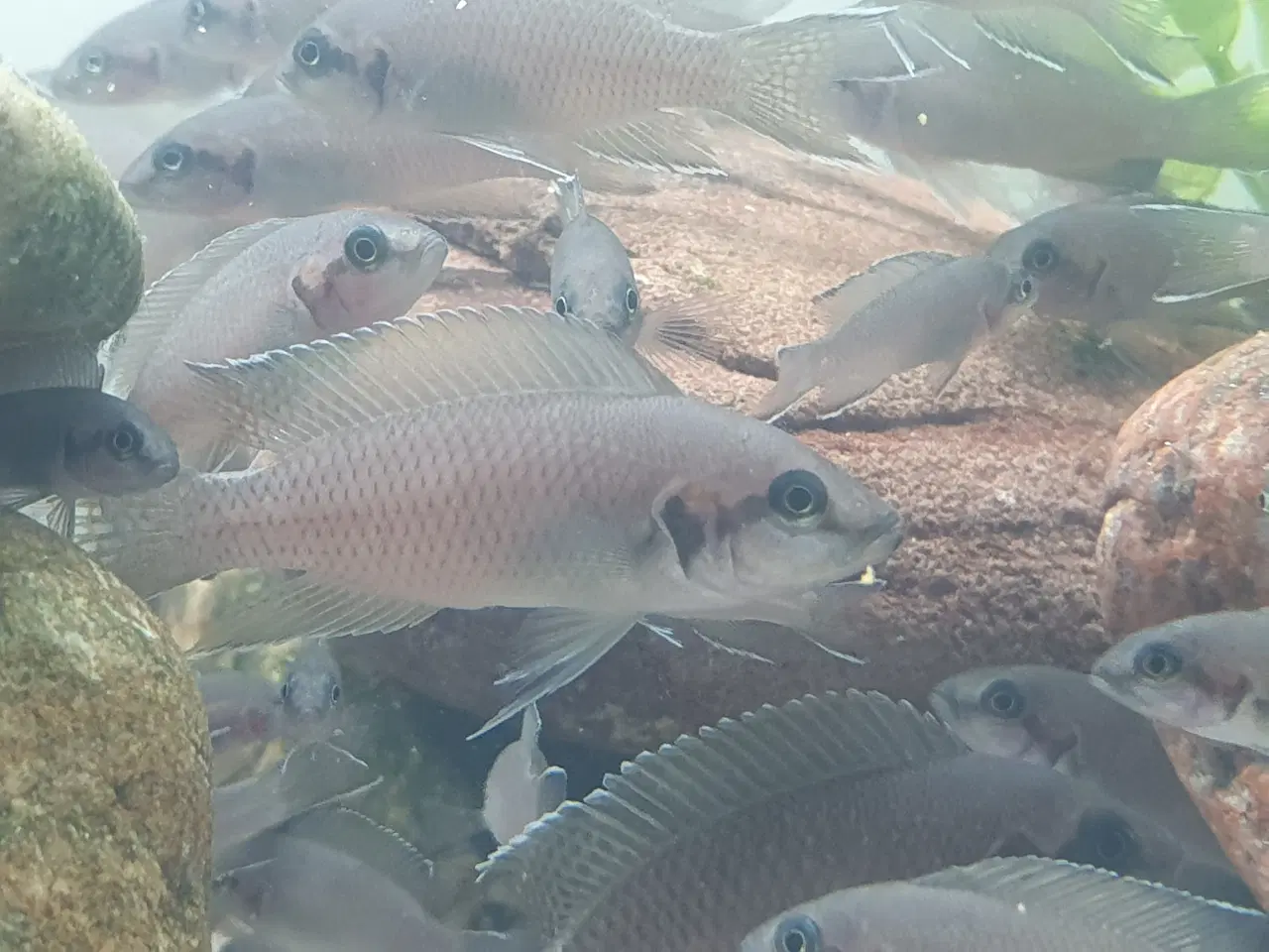 Billede 15 - Prinsessecichlider (Neolamprologus brichardi)