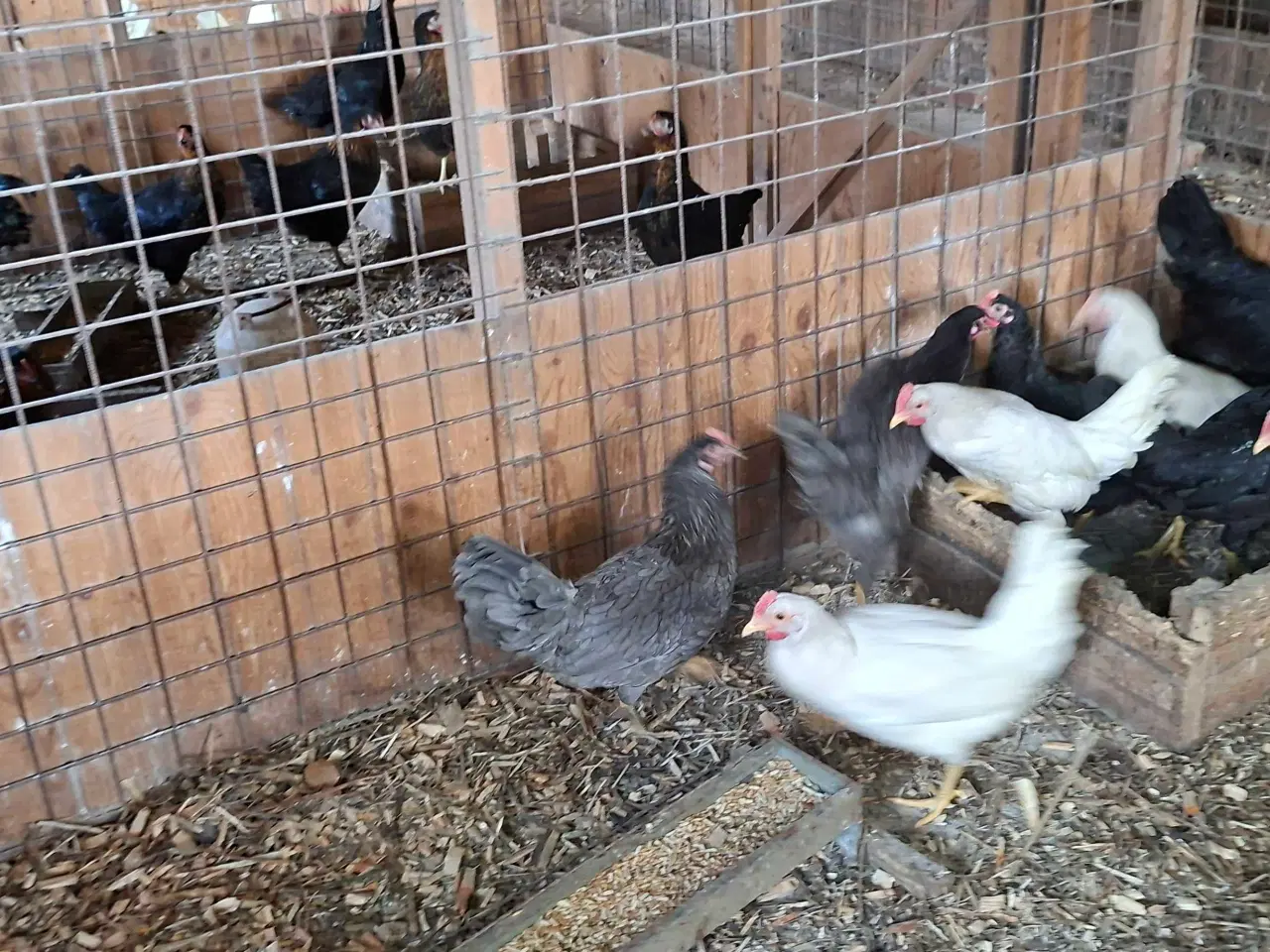 Billede 2 - Høns