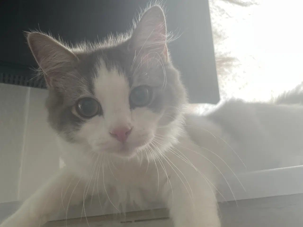 Billede 6 - Flotte main coon blandnings killinger