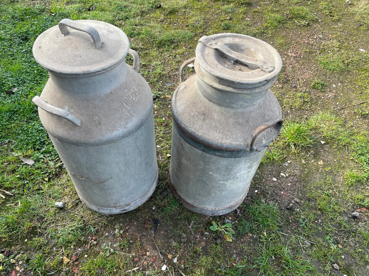 Billede 1 - Mælkejunger 