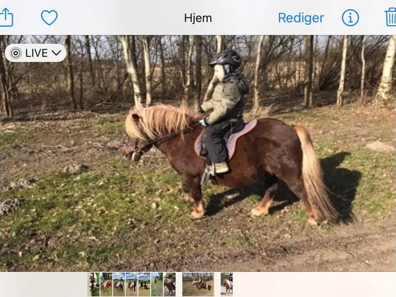 Billede 8 - Dejlig kåret Shetlændre hingst ride og kørevant