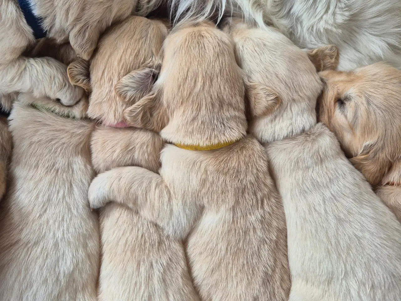 Billede 10 - Golden retriever hvalpe 