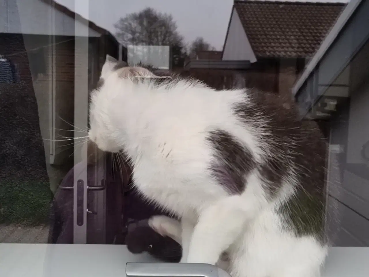 Billede 1 - Har en sød kat en en kat