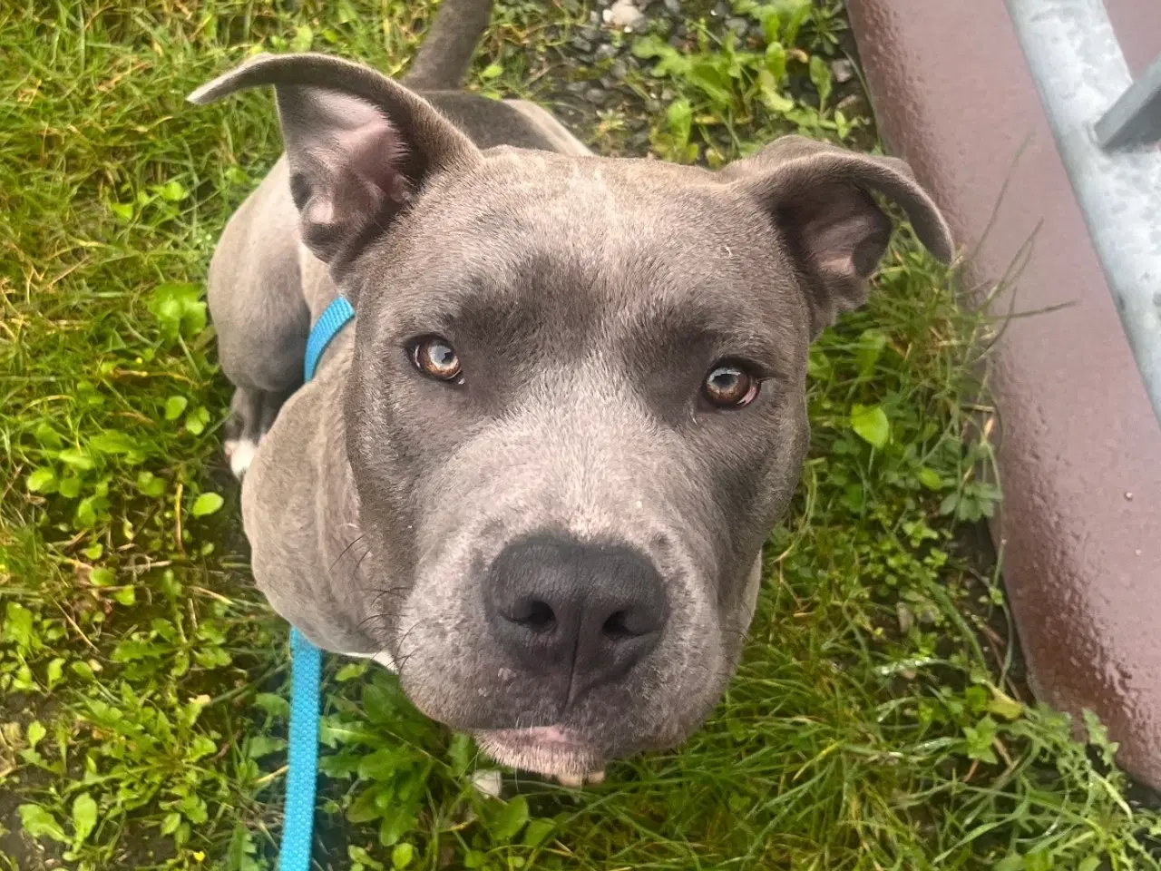 Billede 4 - Hanhund søger nyt hjem