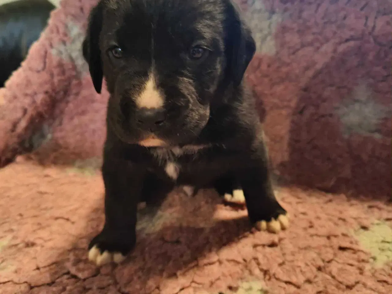 Billede 4 - Dejlige familie blandings basser