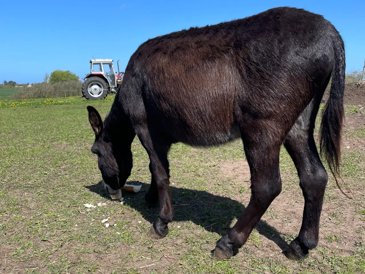 Billede 4 - Æsel hingst 