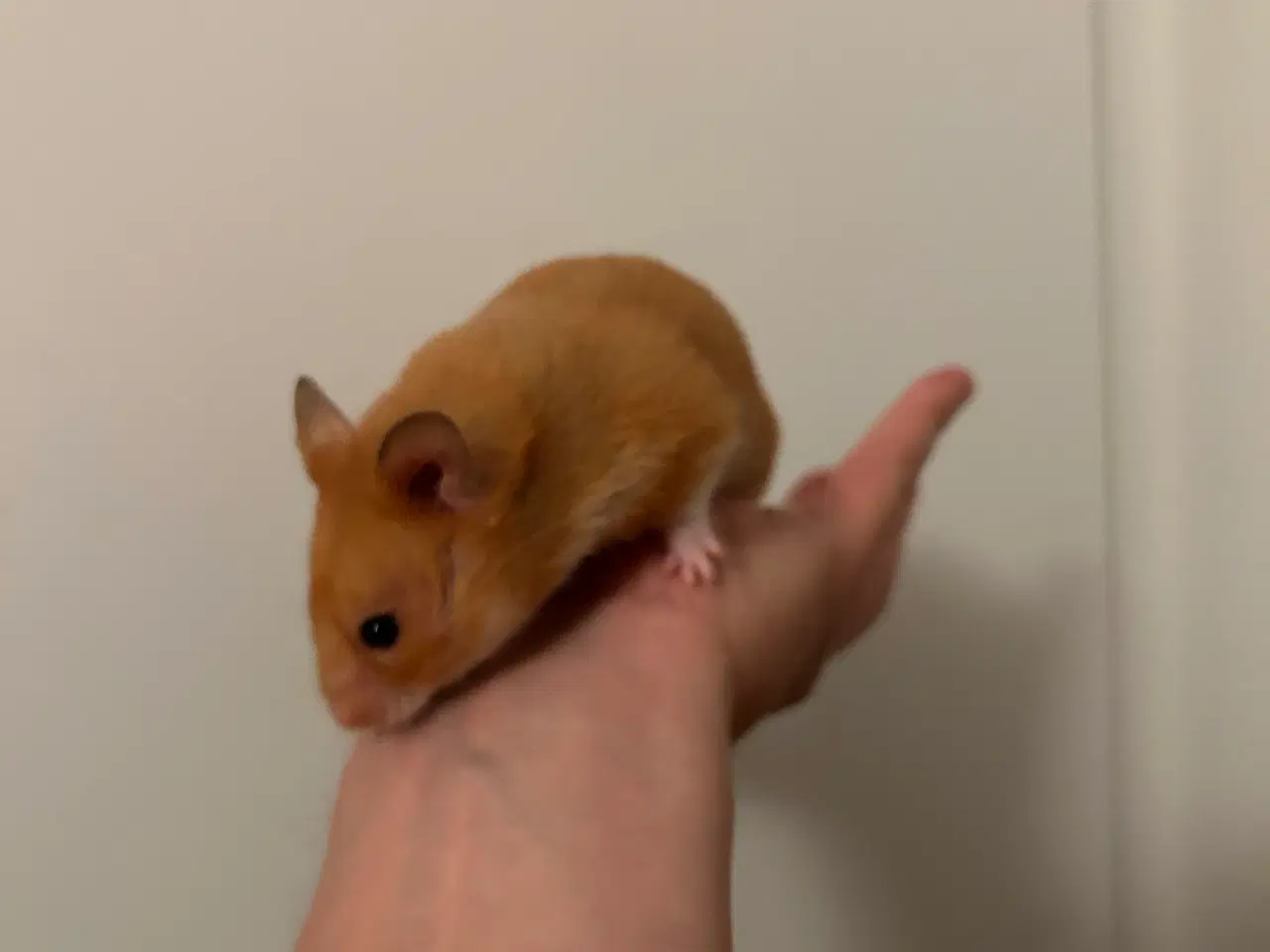 Billede 3 - Guldhamster inkl stort bur og tilbehør