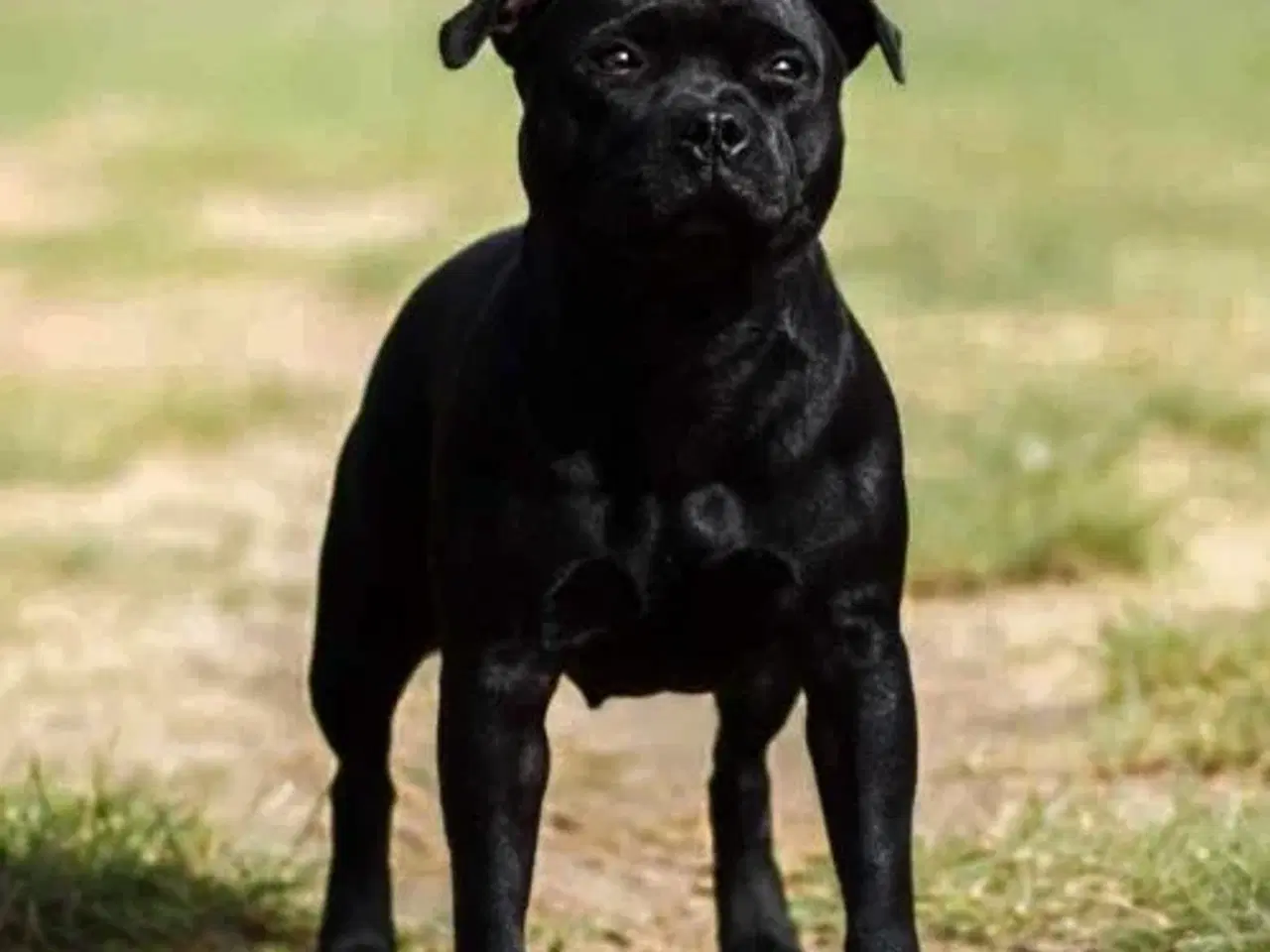 Billede 3 - Staffordshire bull terrier Hjem før pris 