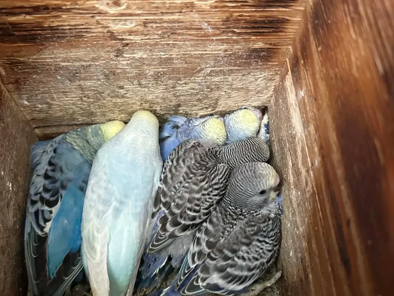 Billede 4 - Undulatunger fra 2026