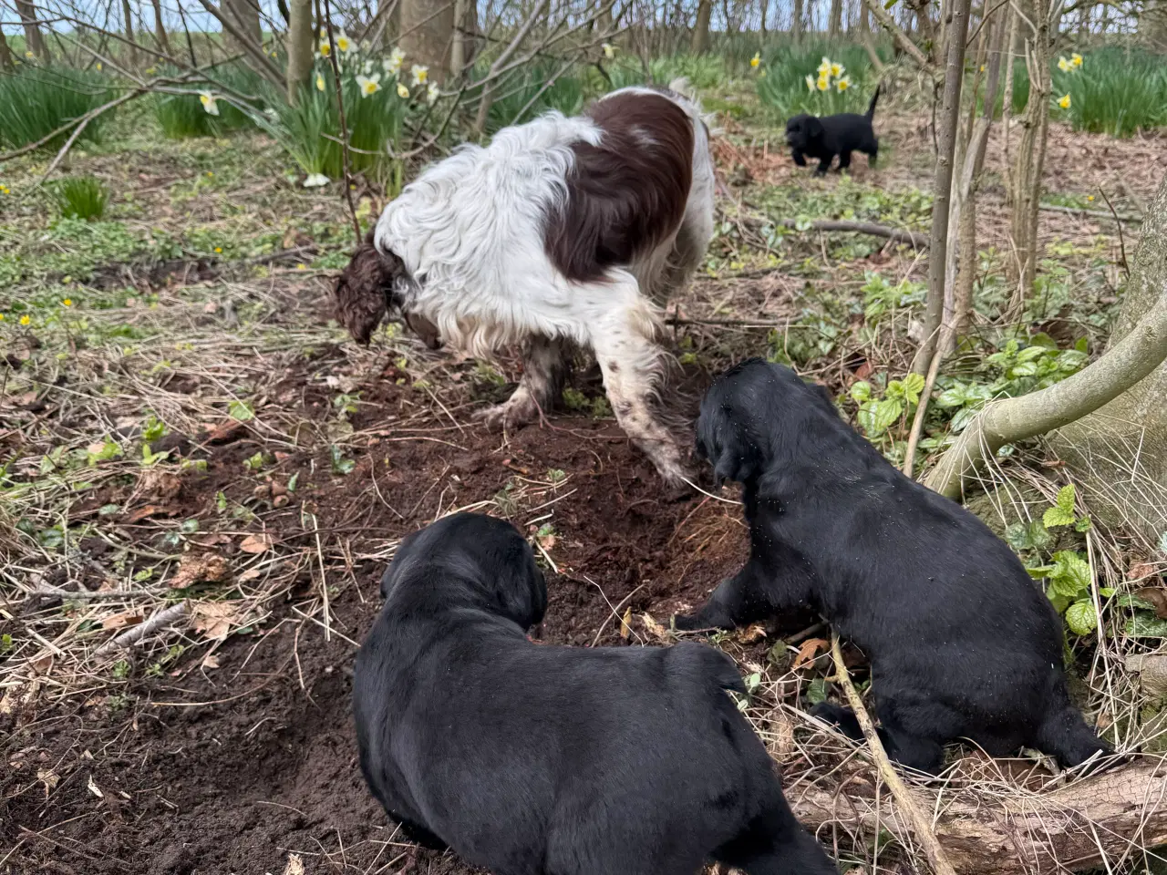 Billede 1 -  3 stk Søde hundehvalpe til salg  