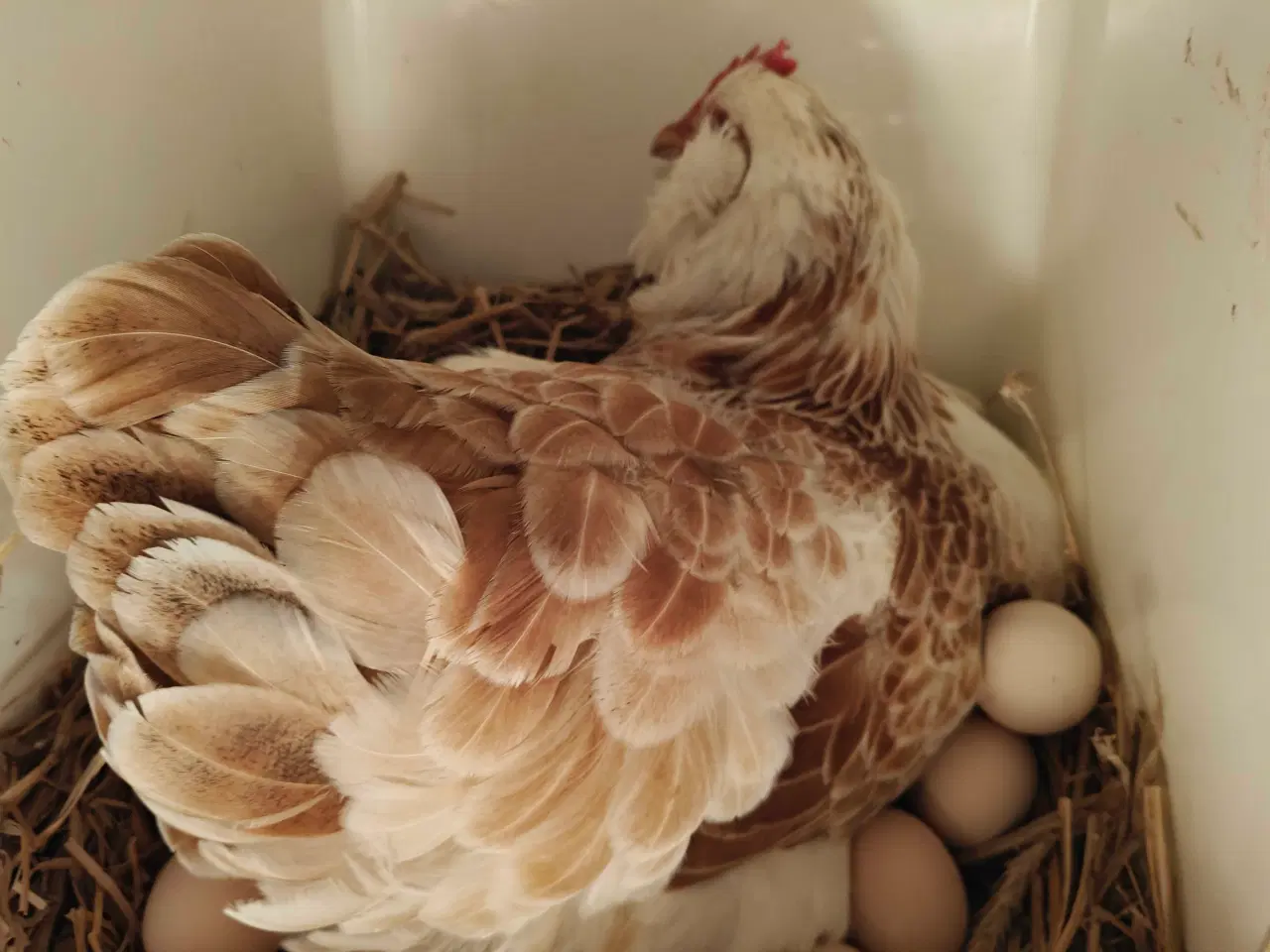 Billede 2 - Skrukhøne med æg- få dine egne nyklækkede kylinger