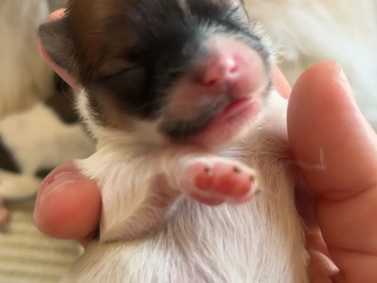 Billede 8 - Mini boomer 